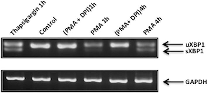 https://cdn.ncbi.nlm.nih.gov/pmc/blobs/f266/4323339/47ffbf21d8de/pone.0116410.g005.jpg