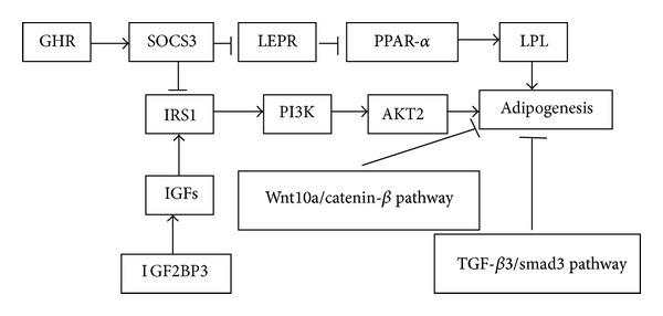 https://cdn.ncbi.nlm.nih.gov/pmc/blobs/f26c/3976829/fd439eeb82ba/BMRI2014-724274.004.jpg