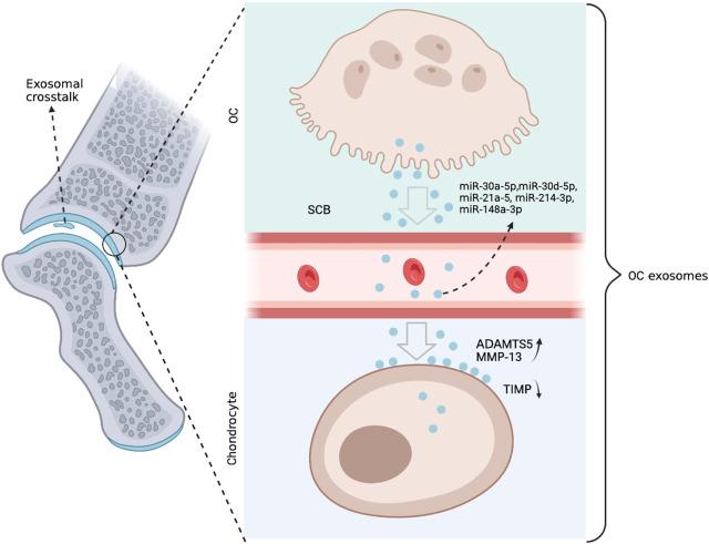 https://cdn.ncbi.nlm.nih.gov/pmc/blobs/f26c/9859449/bfd3f5f273d8/fphar-13-1051134-g004.jpg