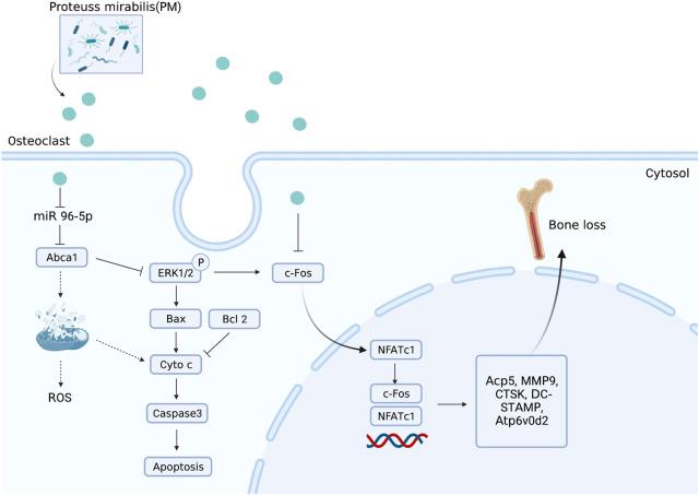 https://cdn.ncbi.nlm.nih.gov/pmc/blobs/f26c/9859449/ff81ae646db1/fphar-13-1051134-g003.jpg