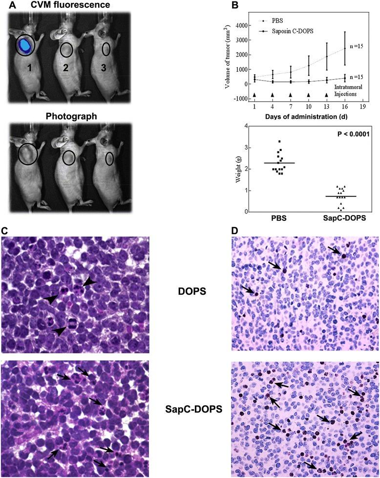 https://cdn.ncbi.nlm.nih.gov/pmc/blobs/f272/4397704/b505af3763f4/12943_2015_336_Fig1_HTML.jpg