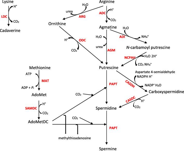https://cdn.ncbi.nlm.nih.gov/pmc/blobs/f275/7992868/d0c2ec03b203/41479_2021_82_Fig2_HTML.jpg