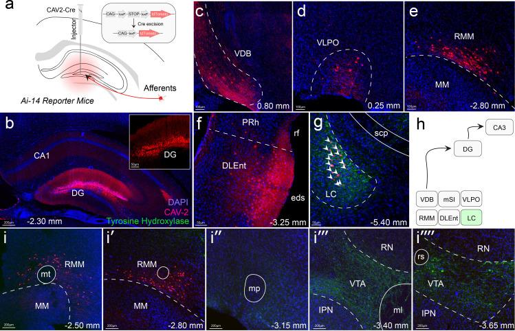 https://cdn.ncbi.nlm.nih.gov/pmc/blobs/f276/10162798/14a890c189ef/elife-83600-fig2-figsupp1.jpg