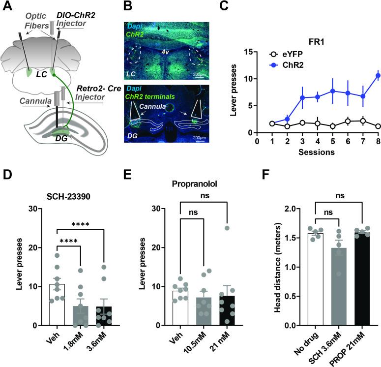 https://cdn.ncbi.nlm.nih.gov/pmc/blobs/f276/10162798/33aa017a1e3c/elife-83600-fig4.jpg