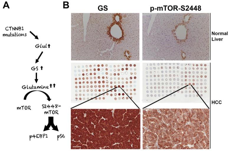 https://cdn.ncbi.nlm.nih.gov/pmc/blobs/f276/8069637/fdbc46afed87/cancers-13-01830-g002.jpg