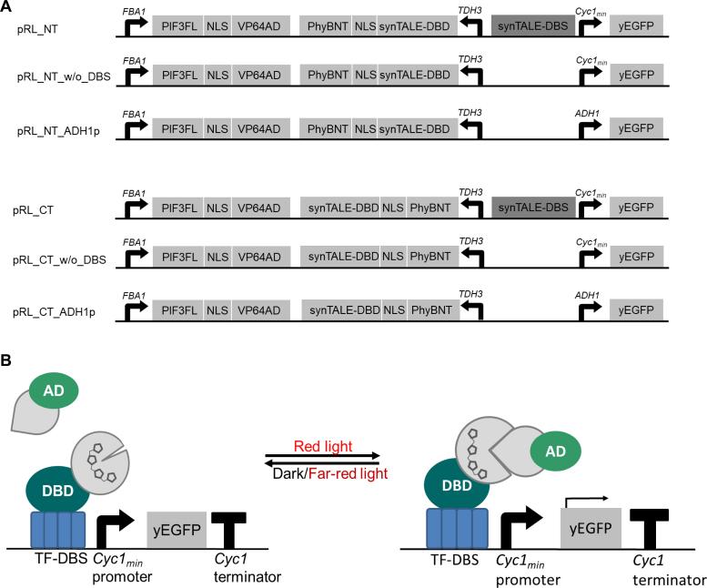 https://cdn.ncbi.nlm.nih.gov/pmc/blobs/f27a/5587811/1c9b9ebacdc0/gkx610fig1.jpg