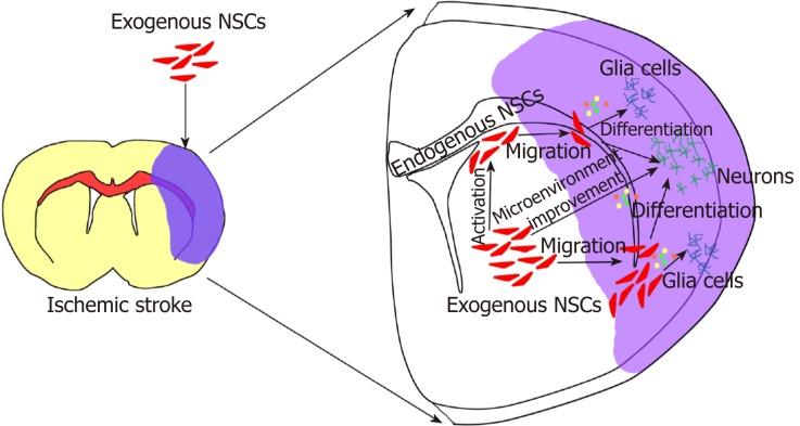 https://cdn.ncbi.nlm.nih.gov/pmc/blobs/f27a/6828598/407f5867de9a/WJSC-11-817-g002.jpg