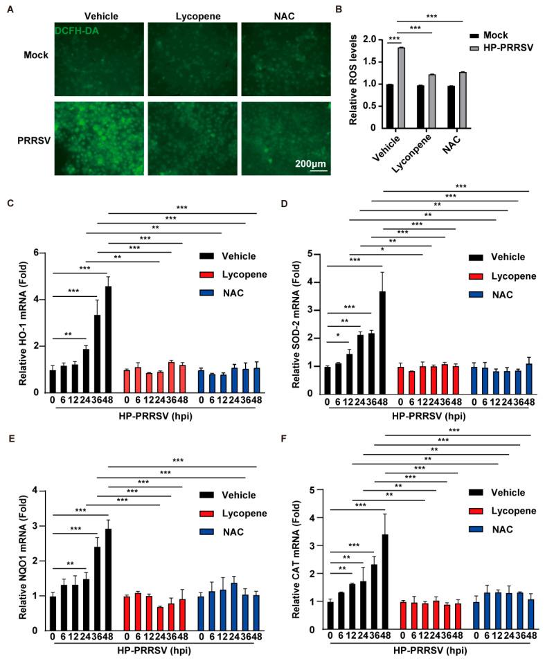 https://cdn.ncbi.nlm.nih.gov/pmc/blobs/f27b/12347652/1e361724802d/ijms-26-07560-g004.jpg