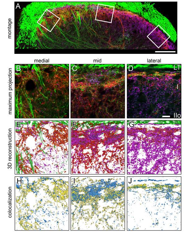 https://cdn.ncbi.nlm.nih.gov/pmc/blobs/f27e/3264520/663fd9b38f21/1744-8069-7-95-5.jpg