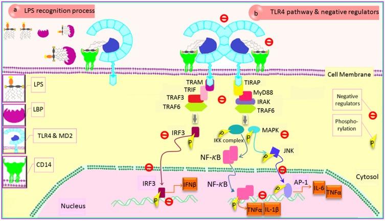 https://cdn.ncbi.nlm.nih.gov/pmc/blobs/f27e/7090203/f6e954a184ab/DMSO-13-785-g0002.jpg