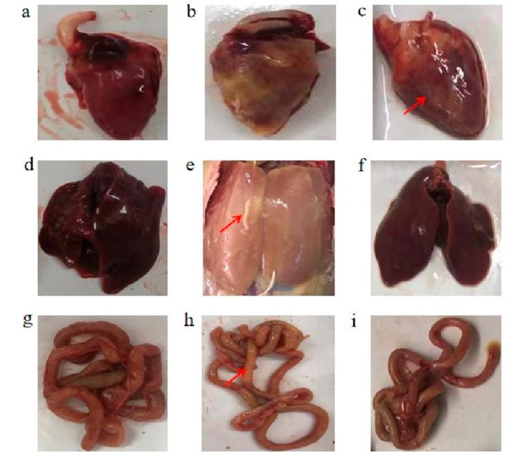 https://cdn.ncbi.nlm.nih.gov/pmc/blobs/f280/11511520/55310394cc01/vetsci-11-00468-g003.jpg