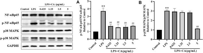 https://cdn.ncbi.nlm.nih.gov/pmc/blobs/f280/8675883/288badf3fdf4/fphar-12-755421-g010.jpg