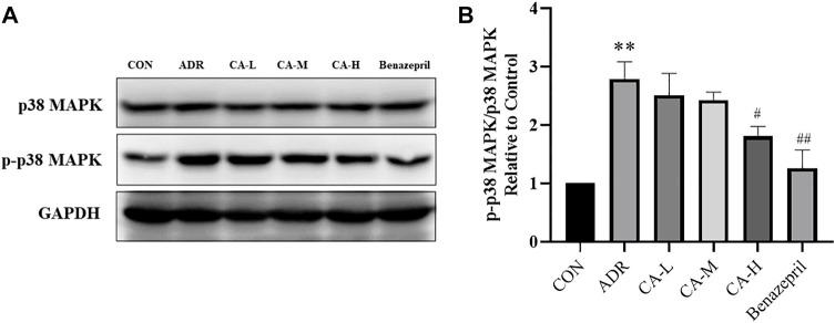 https://cdn.ncbi.nlm.nih.gov/pmc/blobs/f280/8675883/2afa0a3d9f2e/fphar-12-755421-g013.jpg