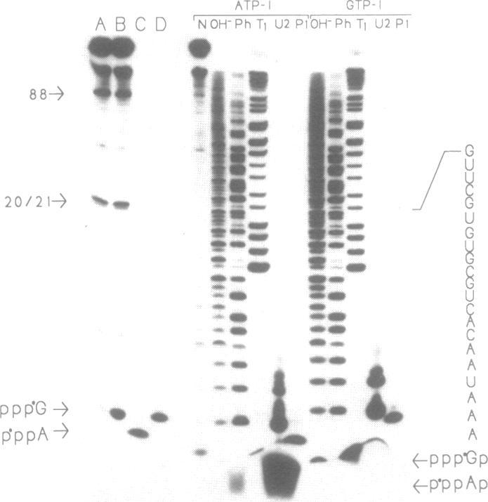 https://cdn.ncbi.nlm.nih.gov/pmc/blobs/f284/329230/9692798b5f58/nar00103-0251-a.jpg
