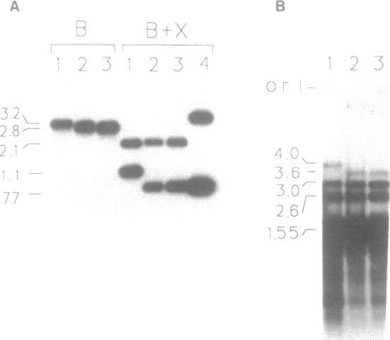 https://cdn.ncbi.nlm.nih.gov/pmc/blobs/f284/329230/f0bd88187874/nar00103-0251-b.jpg
