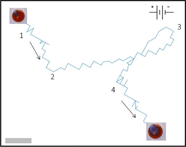 https://cdn.ncbi.nlm.nih.gov/pmc/blobs/f287/9873656/5b141056e45b/41598_2023_27639_Fig1_HTML.jpg