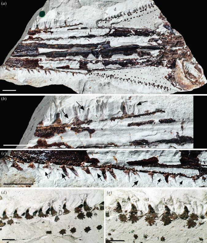 https://cdn.ncbi.nlm.nih.gov/pmc/blobs/f28d/4593678/20d614aaecdf/rsos150189-g8.jpg