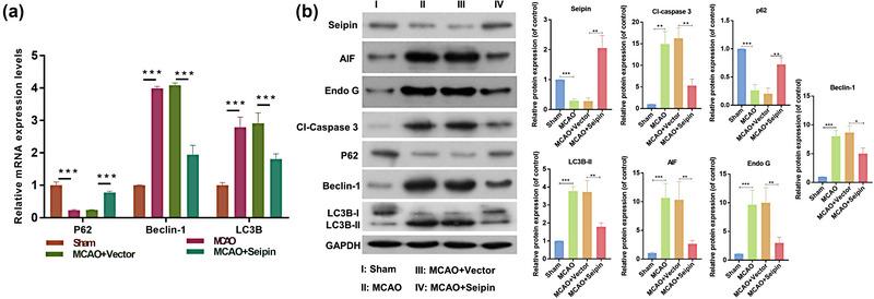 https://cdn.ncbi.nlm.nih.gov/pmc/blobs/f28e/10726895/9c3a5e362b83/BRB3-13-e3195-g001.jpg
