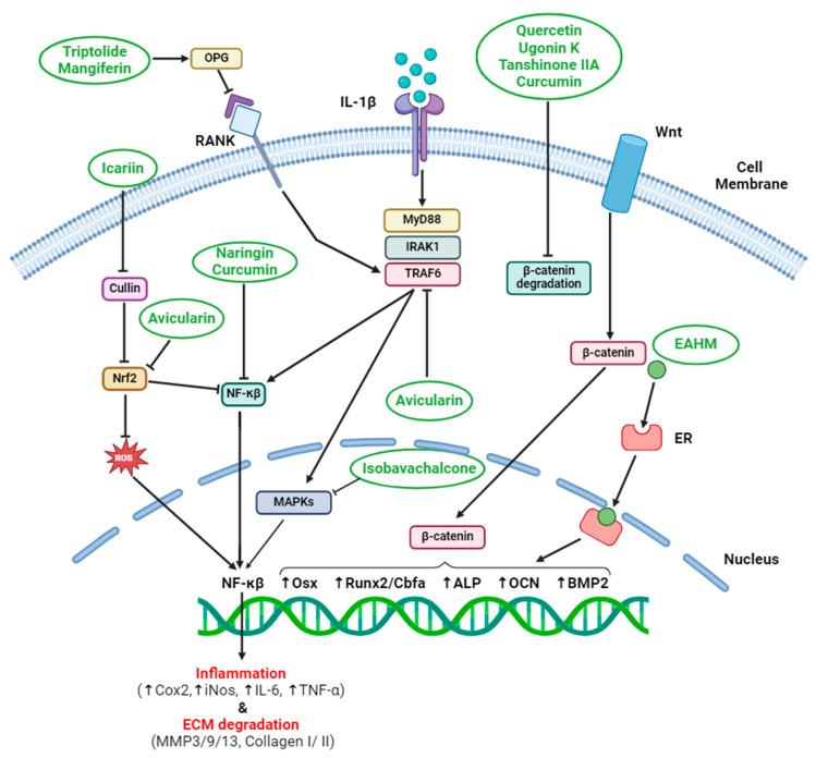 https://cdn.ncbi.nlm.nih.gov/pmc/blobs/f294/11356869/e8e89ef3064f/pharmaceuticals-17-00984-g002.jpg