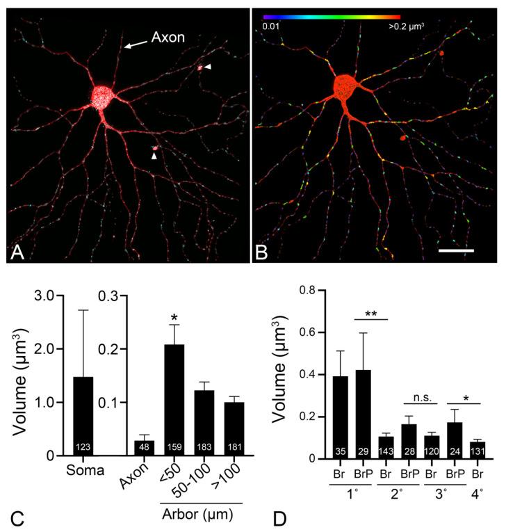 https://cdn.ncbi.nlm.nih.gov/pmc/blobs/f295/8306483/576dae1caf84/cells-10-01593-g004.jpg