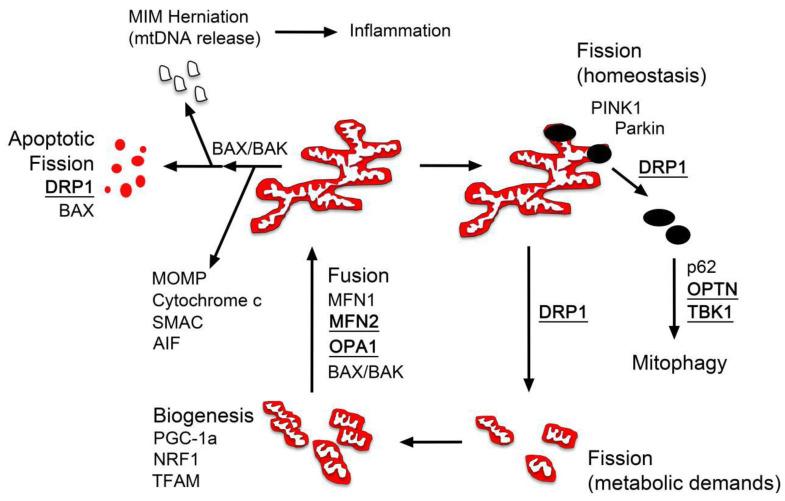 https://cdn.ncbi.nlm.nih.gov/pmc/blobs/f295/8306483/99fe527e223a/cells-10-01593-g001.jpg