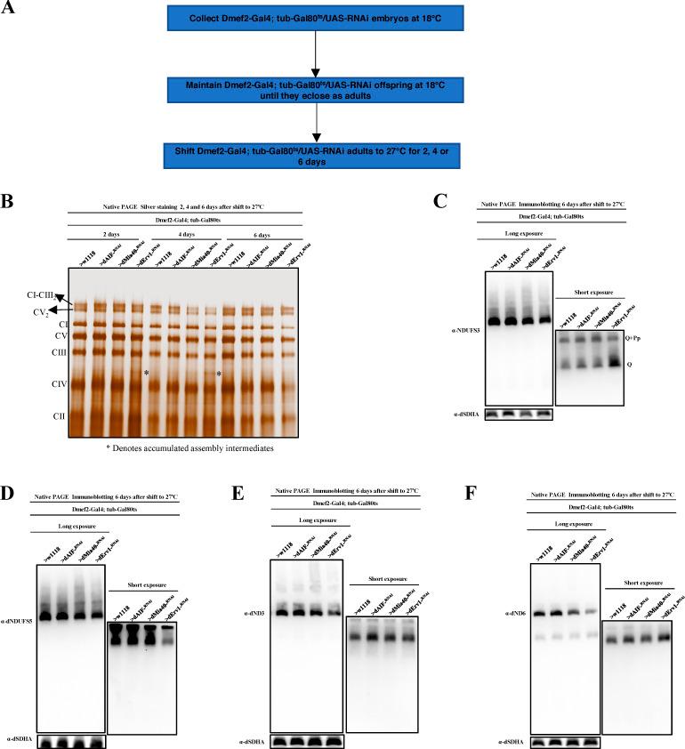 https://cdn.ncbi.nlm.nih.gov/pmc/blobs/f297/7659709/9d38148c2c4e/JCB_202001071_FigS3.jpg