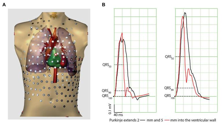 https://cdn.ncbi.nlm.nih.gov/pmc/blobs/f298/8021688/10eff3a1b0c2/fphys-12-648396-g001.jpg