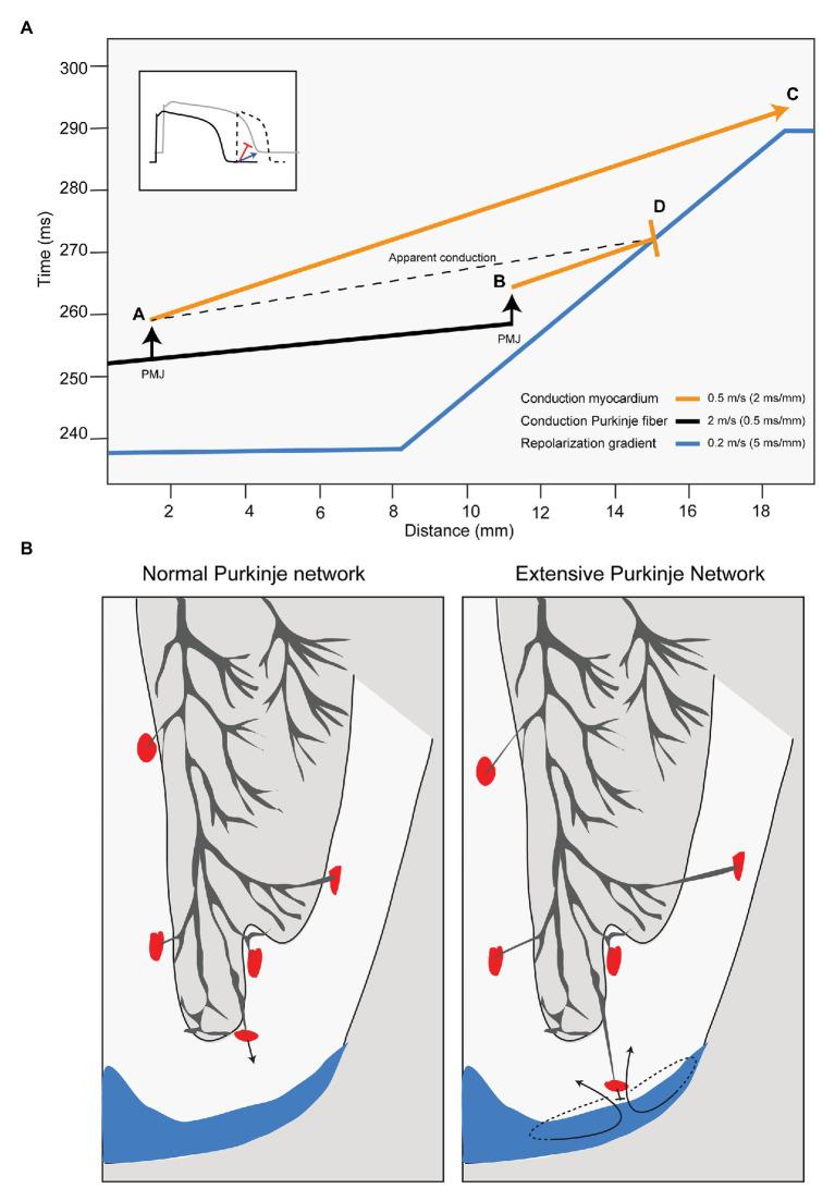 https://cdn.ncbi.nlm.nih.gov/pmc/blobs/f298/8021688/2075aa5906cb/fphys-12-648396-g002.jpg