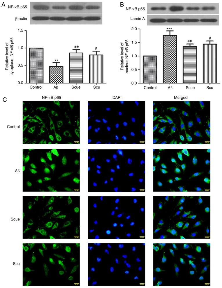 https://cdn.ncbi.nlm.nih.gov/pmc/blobs/f29a/6507344/43cfa9547304/ol-17-06-5581-g02.jpg