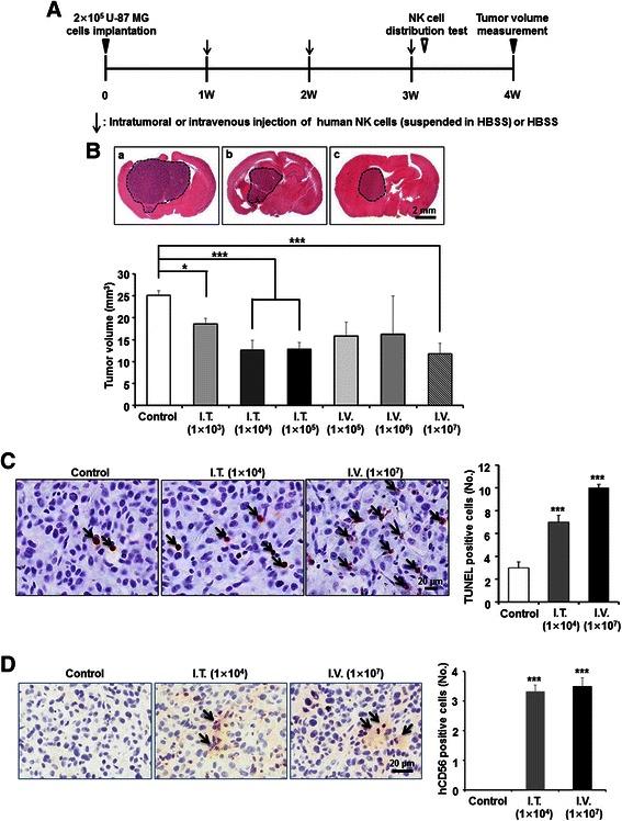 https://cdn.ncbi.nlm.nih.gov/pmc/blobs/f2a0/4690248/53cad0149e4f/12885_2015_2034_Fig6_HTML.jpg