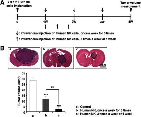 https://cdn.ncbi.nlm.nih.gov/pmc/blobs/f2a0/4690248/ead1fea2c8d7/12885_2015_2034_Fig7_HTML.jpg