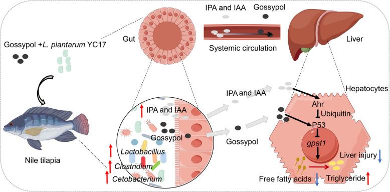 https://cdn.ncbi.nlm.nih.gov/pmc/blobs/f2a1/12323027/faf24688110d/40168_2025_2172_Fig7_HTML.jpg