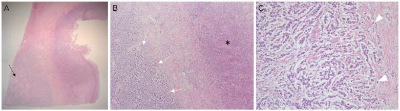 https://cdn.ncbi.nlm.nih.gov/pmc/blobs/f2a6/6962580/3094ad7aa4a0/ogs-63-98-g002.jpg