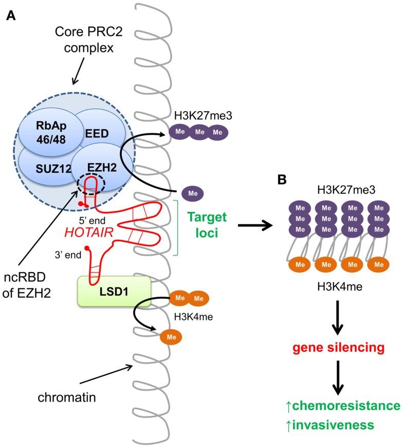 https://cdn.ncbi.nlm.nih.gov/pmc/blobs/f2a7/4053763/85d7fb4bbddb/fonc-04-00144-g002.jpg