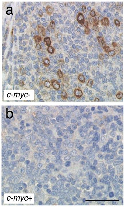 https://cdn.ncbi.nlm.nih.gov/pmc/blobs/f2a8/3169615/a2ce6418abfd/pone.0024617.g007.jpg