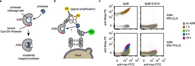 https://cdn.ncbi.nlm.nih.gov/pmc/blobs/f2a8/9918453/7d09287a4397/41467_2023_36099_Fig1_HTML.jpg