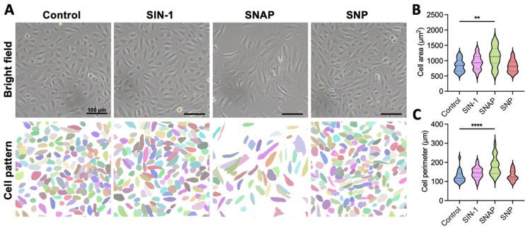 https://cdn.ncbi.nlm.nih.gov/pmc/blobs/f2aa/12346220/7cade44d5a39/ijms-26-07183-g001.jpg