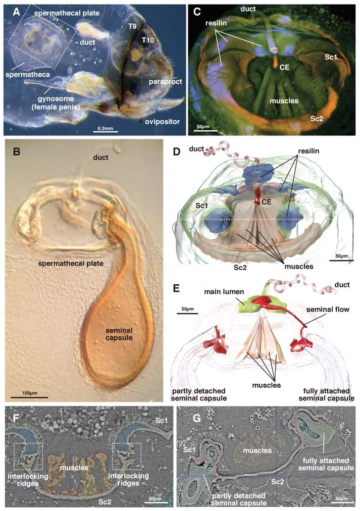 https://cdn.ncbi.nlm.nih.gov/pmc/blobs/f2ab/6191281/02244c8a1dcf/elife-39563-fig1.jpg