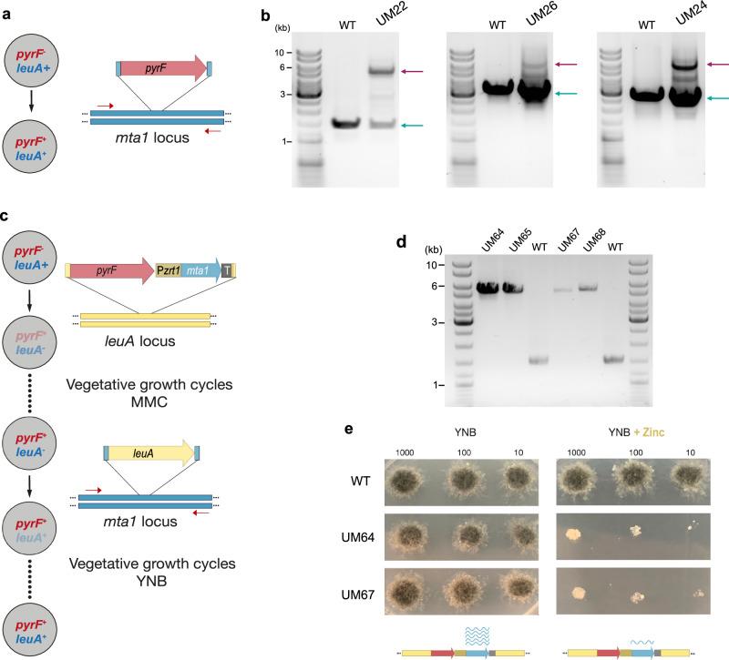 https://cdn.ncbi.nlm.nih.gov/pmc/blobs/f2ac/12019607/a45499948794/41467_2025_59170_Fig5_HTML.jpg