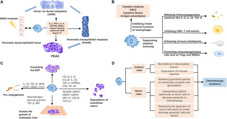 https://cdn.ncbi.nlm.nih.gov/pmc/blobs/f2b1/7829544/da0c3084584e/fcell-08-607209-g001.jpg