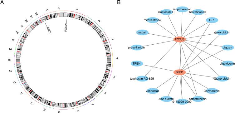 https://cdn.ncbi.nlm.nih.gov/pmc/blobs/f2b4/12363545/5b3c0ee070b8/JIR-18-11155-g0007.jpg