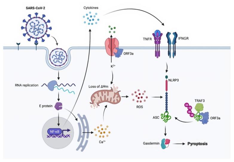 https://cdn.ncbi.nlm.nih.gov/pmc/blobs/f2b6/8706825/26c00b22c8ef/molecules-26-07459-g003.jpg