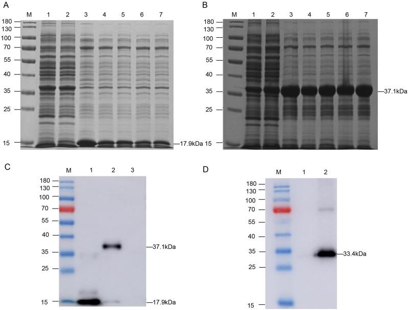 https://cdn.ncbi.nlm.nih.gov/pmc/blobs/f2b8/10929646/58c6e541c37b/IJN-19-2429-g0003.jpg