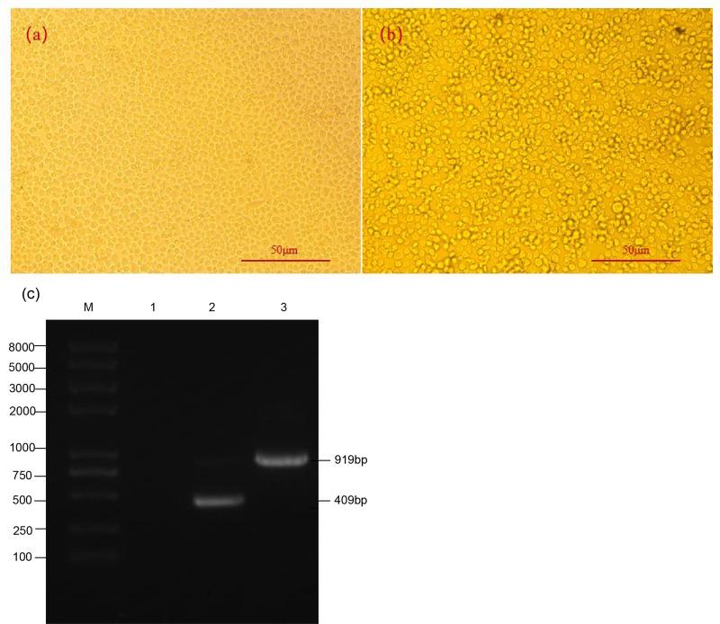https://cdn.ncbi.nlm.nih.gov/pmc/blobs/f2b8/10929646/8299d9dfb566/IJN-19-2429-g0002.jpg