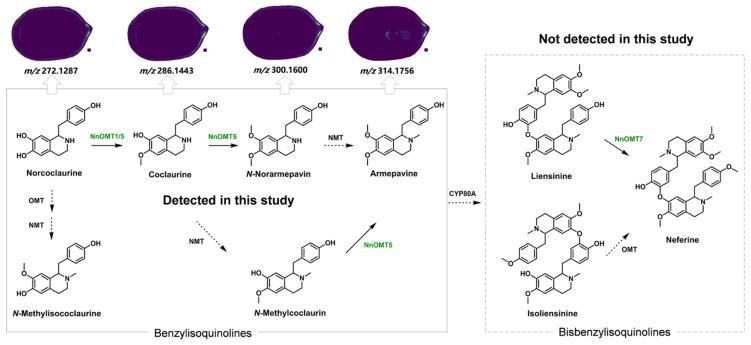 https://cdn.ncbi.nlm.nih.gov/pmc/blobs/f2b9/12348485/77fd420b578d/molecules-30-03242-g006.jpg