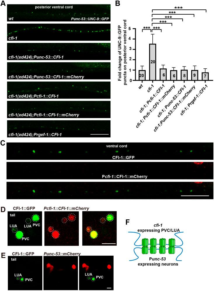 https://cdn.ncbi.nlm.nih.gov/pmc/blobs/f2bc/11829774/e9995d6de6b6/develop-152-202955-g2.jpg