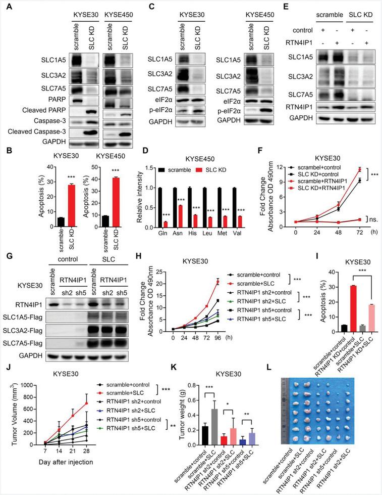 https://cdn.ncbi.nlm.nih.gov/pmc/blobs/f2bc/11848606/57c13cbc9985/ADVS-12-2406220-g005.jpg
