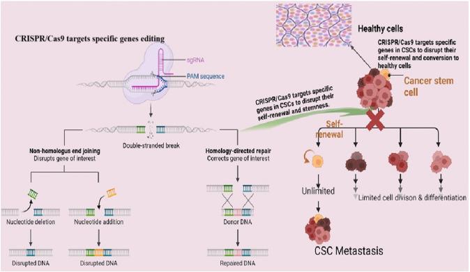 https://cdn.ncbi.nlm.nih.gov/pmc/blobs/f2c1/11929669/6ca634a85ac6/12672_2025_2102_Fig4_HTML.jpg