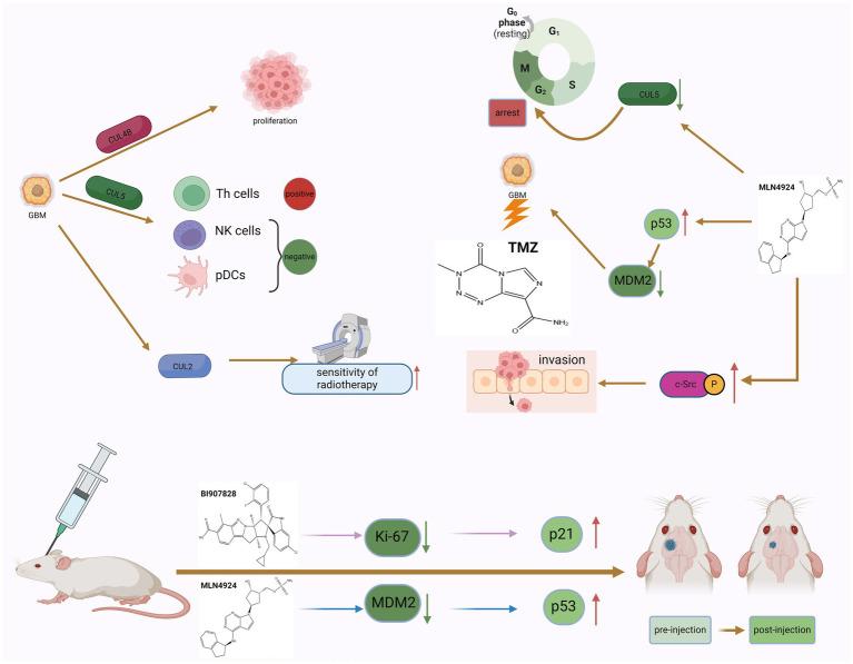 https://cdn.ncbi.nlm.nih.gov/pmc/blobs/f2c4/11573765/698da587b368/fnins-18-1467562-g003.jpg