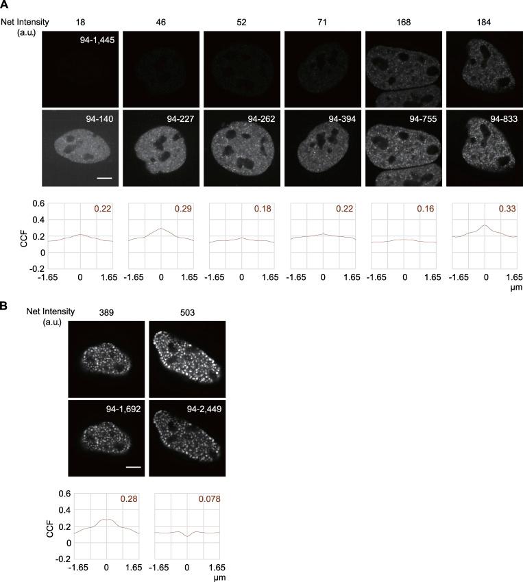 https://cdn.ncbi.nlm.nih.gov/pmc/blobs/f2c8/8647360/3cbf3df297c4/JCB_202104134_FigS3.jpg
